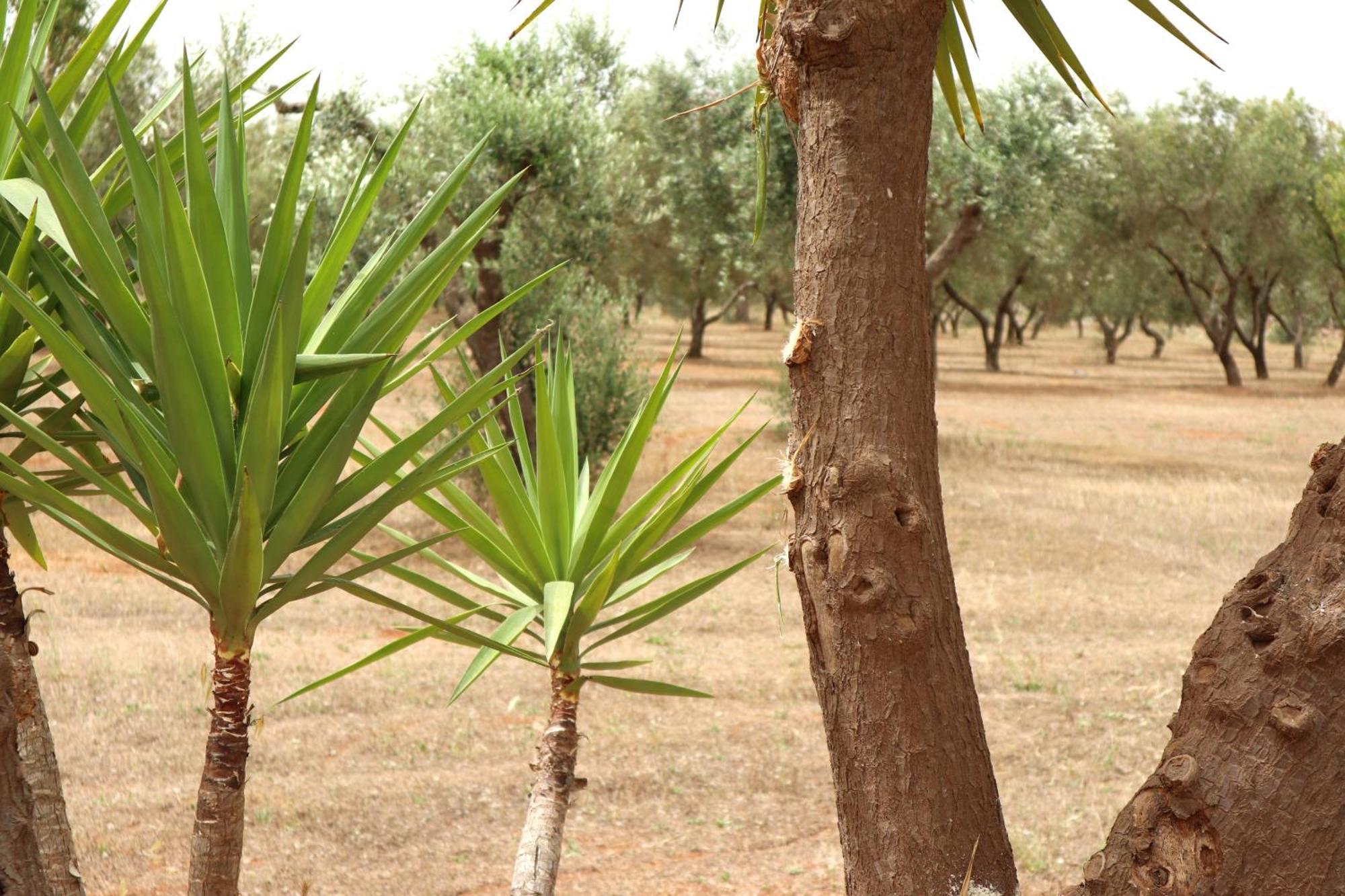 Dimora Rem Country Life A 2 Minuti Dal Mare Βίλα Nardò Εξωτερικό φωτογραφία